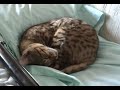 Iris Voog Sleep Channel Iris Voog Sleep Channel