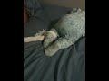 IMG_0342.MOV