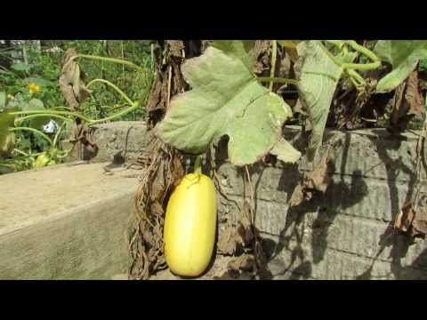 how to harvest squash plants