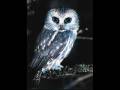 ECCO - Hexen 1987 (DJ Tarzan Video 2008)
