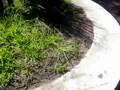 videos de Poor Care Of Planters Outside Mitchell Park Library.