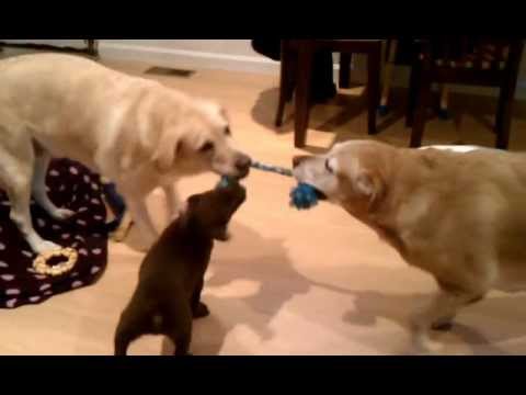 3 Labrador Retrievers Tug Toy Battle Puppy vs Adults