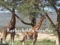 videos de Safari Kenya Nakuru Naivasha