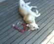 Very Defiant Dog