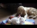 Golden Retriever Babysitting Newborn