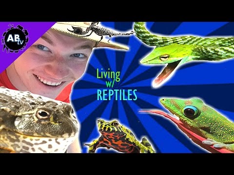 YouTube reptile video