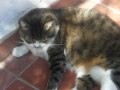 ���GATTO cicciottello in posizione buffa!!!!���