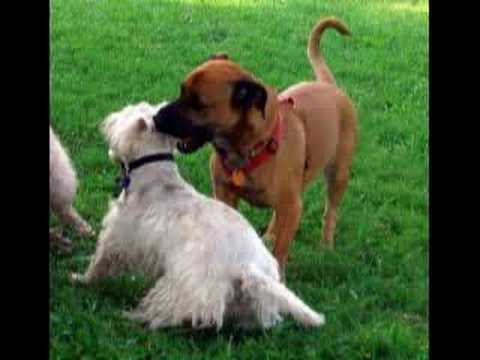 Jingle Bell Dogs