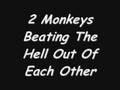Two Monkeys Beating The Hell Out Of Each Other (Must See)