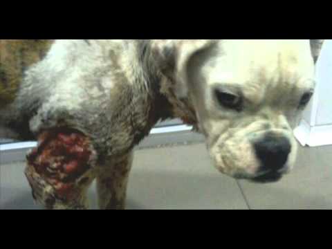 peleas de perros