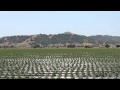 Meet Joe Aiello of Uesugi Farms