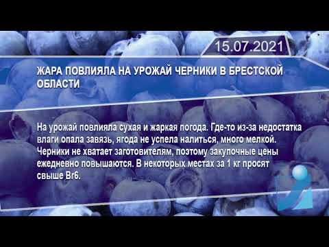 Новостная лента Телеканала Интекс 15.07.21.