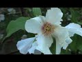 Sony HDR-SR10 Footage