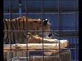 Vorschau: Anmerkungen zur Wildtierhaltung im Circus (Nr. 75)