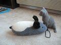 Cat vs Mouse Cat vs Mouse