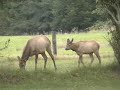 Elk eating a pumpkin!
