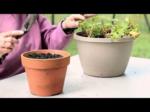 how to transplant geranium cuttings