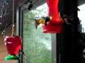 videos de Humming bird frenzy