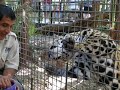 Junior the Jaguar in Belize - Ka'ana Boutique Resort Tour