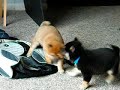 shiba-inu-at-play-2.html