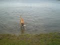 Lux lekker spelen in het water