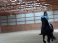 Thunder the Friesian son of Anne 340