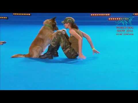 Cachorro socorrista no Campeonato do Mundo de Dança Canina