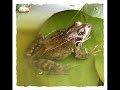 Pond dipping Pond dipping