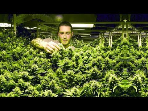 marihuana - Cannabis Legalisierung in Colorado - (Der Marihuana Goldrausch) Die Stadt Denver liegt genau eine Meile über dem Meeresspiegel und nennt sich deshalb
