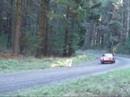 Rally of Lithgow 2007