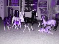 TREASURE HUNT MYSTERY STALLION BREYER REVEALED!