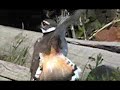 A pair of Killdeer Birds A pair of Killdeer Birds