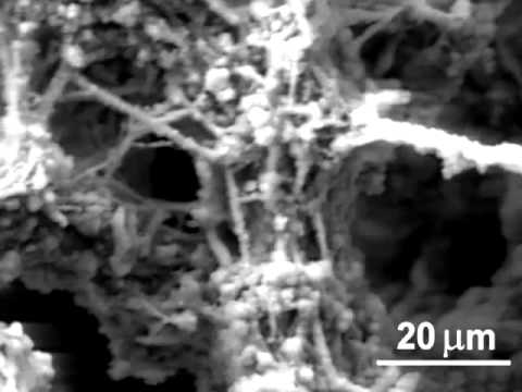 how to isolate oil degrading bacteria