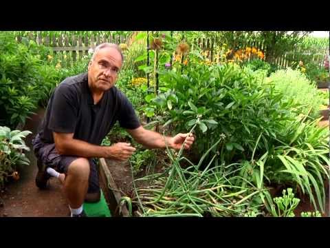 how to harvest egyptian walking onions