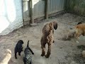 Goldendoodle Puppies for Christmas Goldendoodle Puppies for Christmas