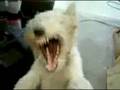 videos de Stupid Dog