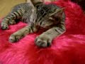 猫動画