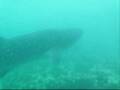 Atoll Explorer Ariadhoo Whale Shark Maamigili Out Jan 2009