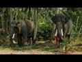 Peroorkkada pooram festival, Elephant pageantry, Trivandrum