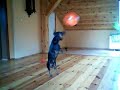 Maur volleyball player