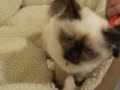 Coco My Gorgeous Birman Cat Coco My Gorgeous Birman Cat