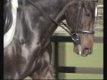 Zeana 4yro Osmium/harcos mare 3 weeks under saddle!