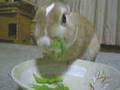 しゅんぎく食べるウサギ