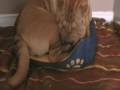 Chloe-sleeps-in-a-pu