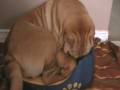 Chloe-sleeps-in-a-pu