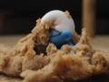 videos de SMURF'D