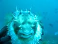 Diver vs. Fish