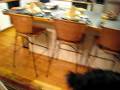 videos de Thanksgiving Dogs and Carving Turkey