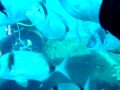 16.05.09 MIKE DIVE TO ZENOBIA WITH VIKING DIVERS LARNACA צלילה לזנוביה קפריסין