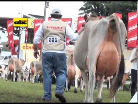 ganado leche - A continuación, un bloque sobre cómo se realiza el juzgamiento del ganado de leche en esta nueva edición 2014, de la Expo de Mariano R. Alonso.